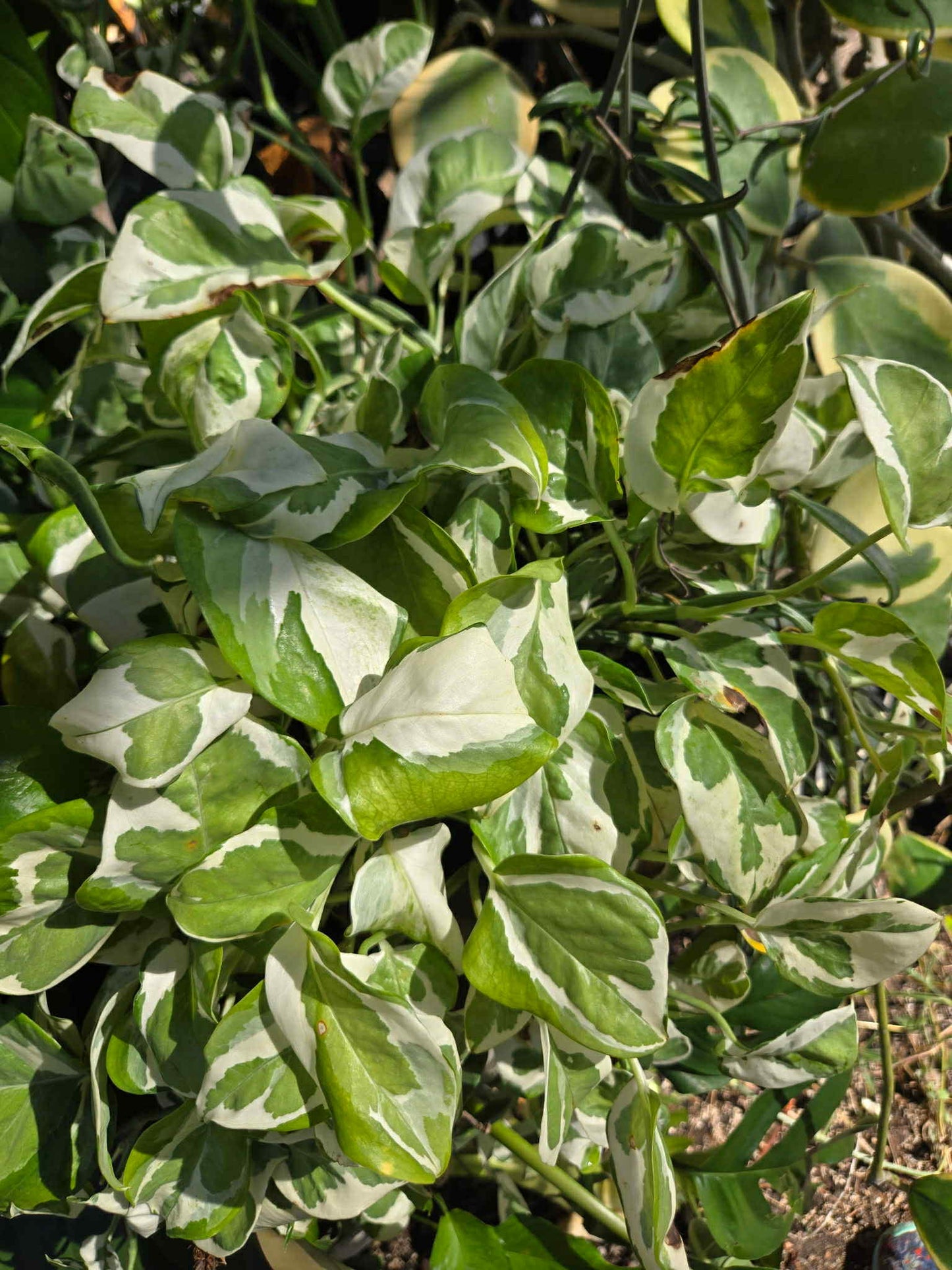 Epipremnum aureum --Pearls and Jade Pothos--