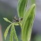 OKRA 'Jade'