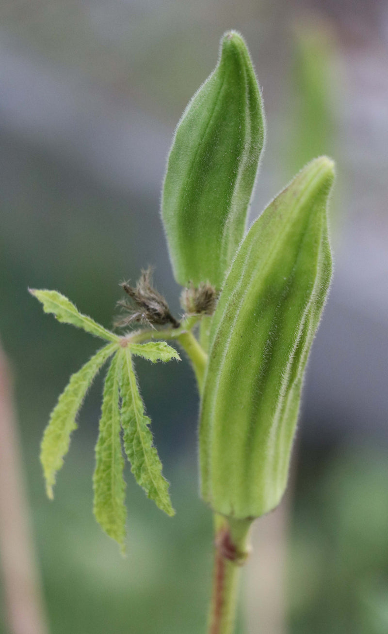 OKRA 'Jade'
