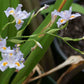 Iris japonica 'Eco Easter'