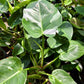 Philodendron 'White Princess'