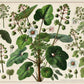 OLOLIUQUI --Rivea corymbosa--