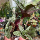 Ledebouria socialis --Miniature Squill--