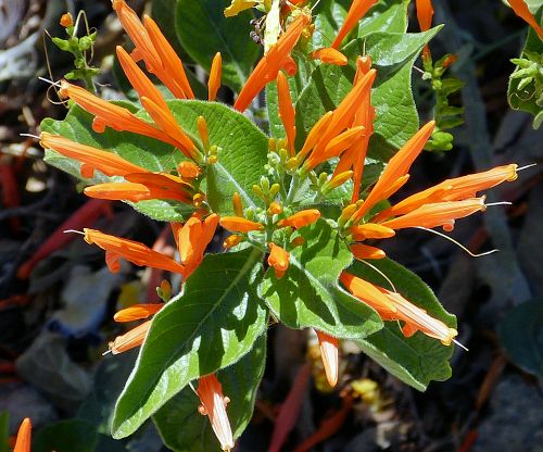 Justicia spicigera --Mexican Honeysuckle--