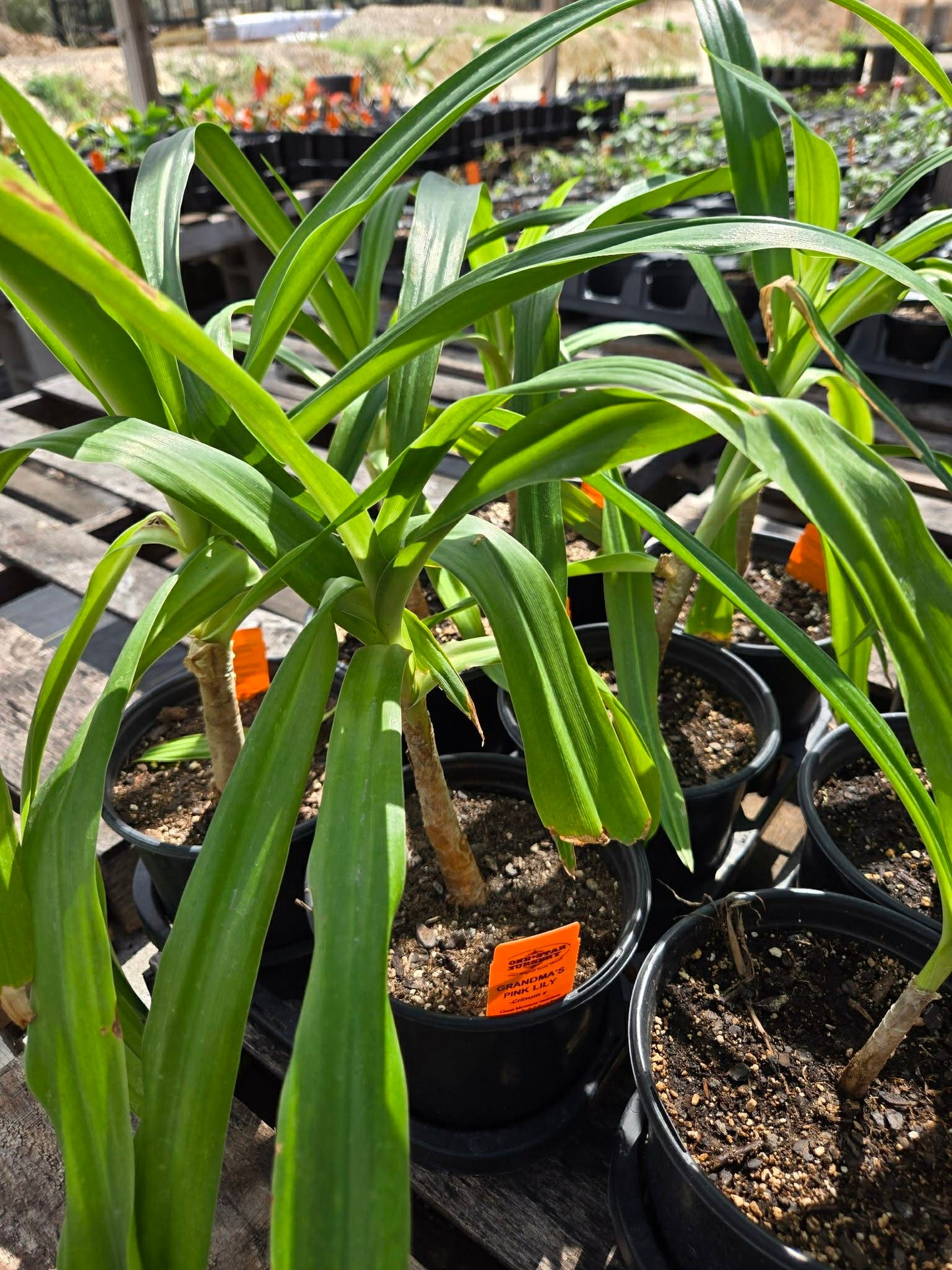 Crinum --Grandma's Pink Lily--