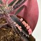 Kalanchoe 'Pink Butterflies'