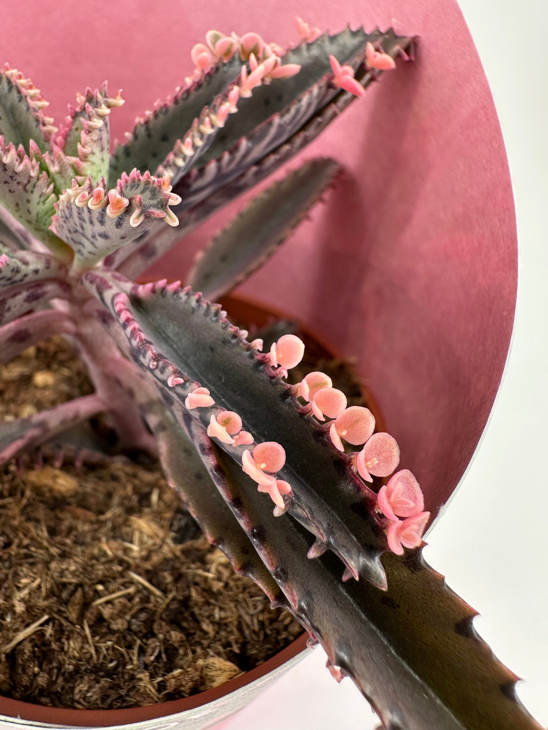 butterfly succulent Kalanchoe 'Pink Butterflies'