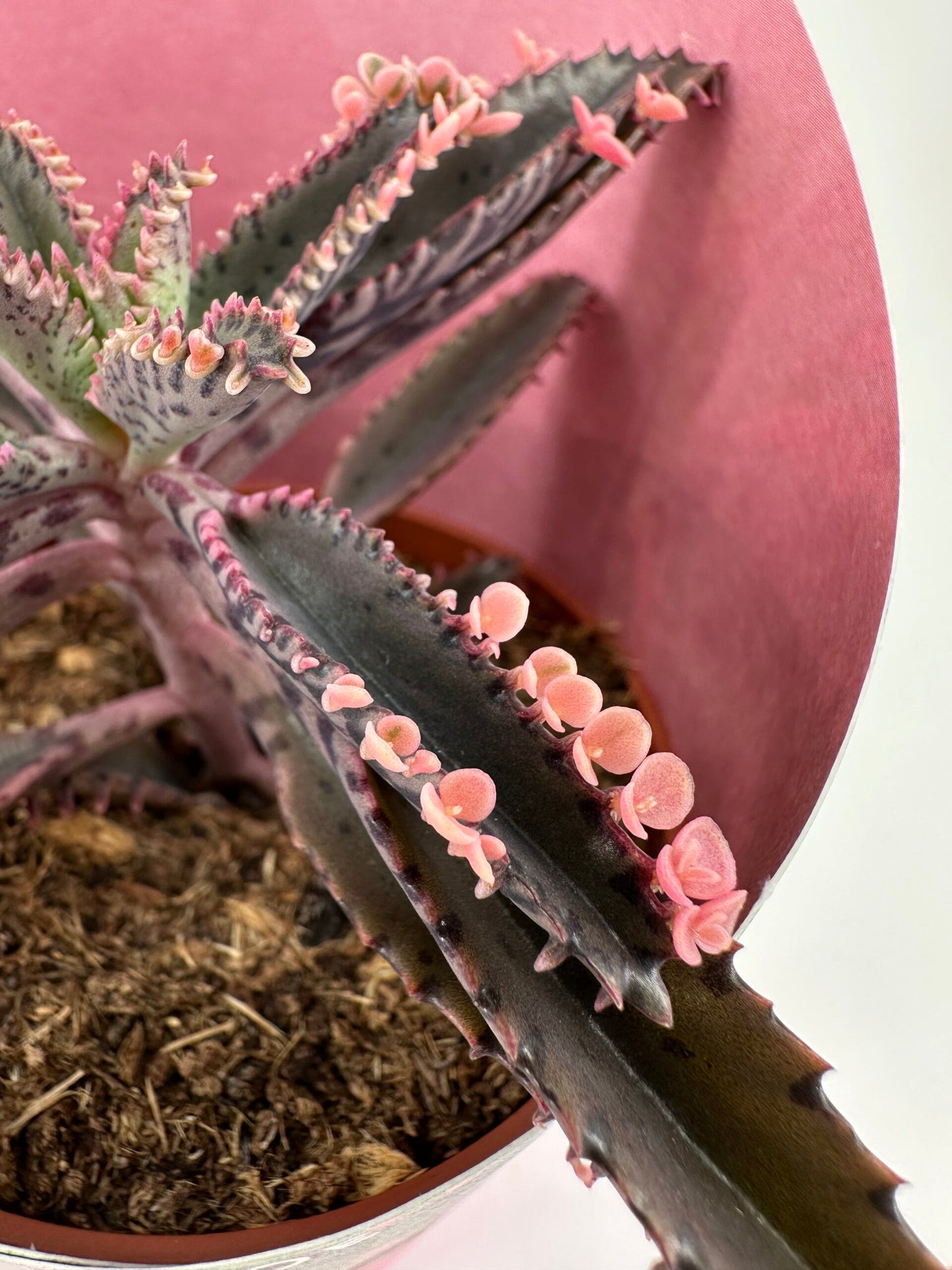 Kalanchoe 'Pink Butterflies'