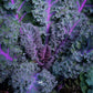 KALE 'Scarlet'