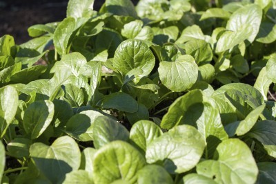 ASIAN GREENS 'Summer Fest Komatsuna'