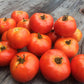 TOMATO 'KC 146'