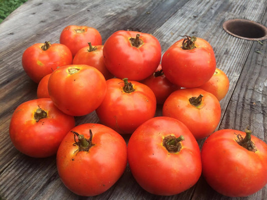 TOMATO 'KC 146'