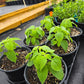 Salvia mexicana --Mexican Sage--