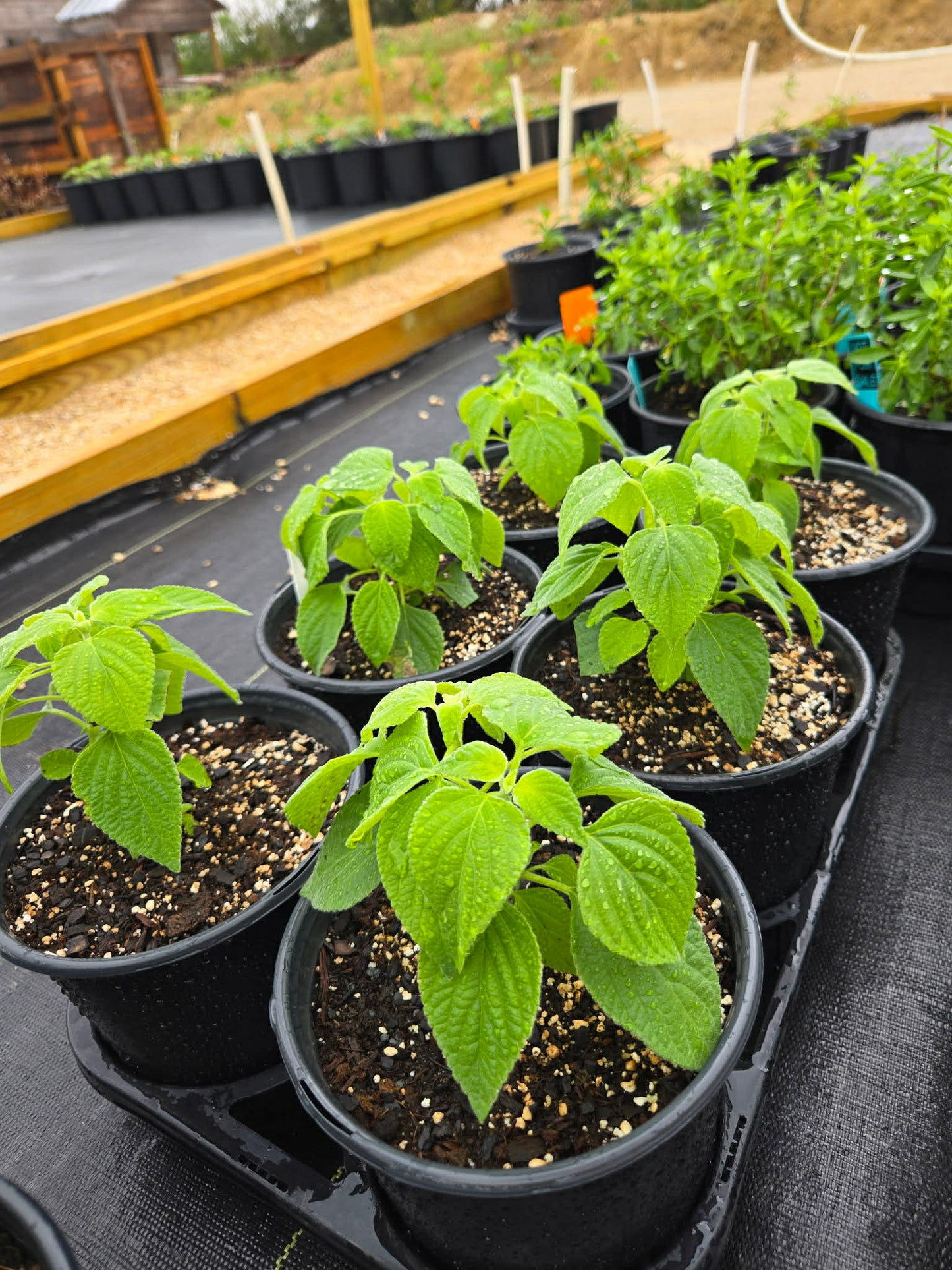 Salvia mexicana --Mexican Sage--