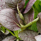ASIAN GREENS 'Red Komatsuna'