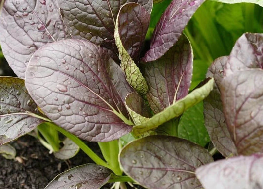 ASIAN GREENS 'Red Komatsuna'