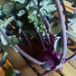 KOHLRABI 'Konstance'