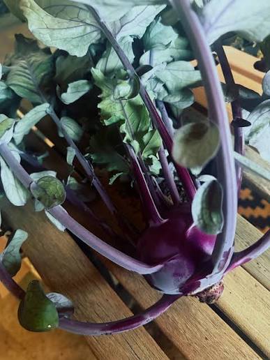 KOHLRABI 'Konstance'