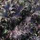 KALE 'KX-1'