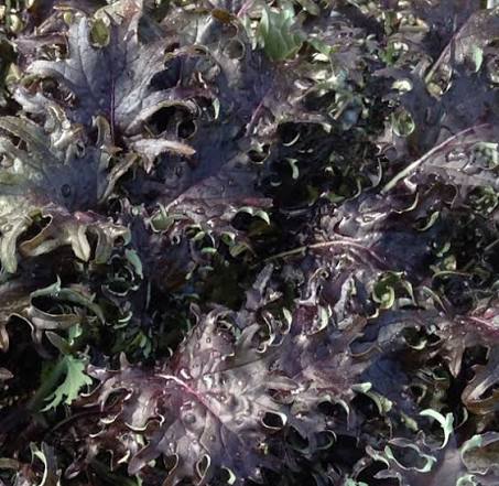 KALE 'KX-1'