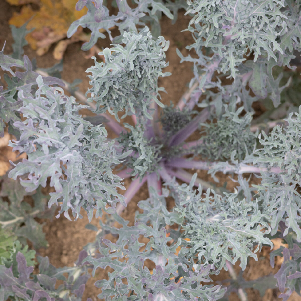 KALE 'Siber-Frills'