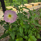 Oenothera speciosa --Showy Pink Evening Primrose--