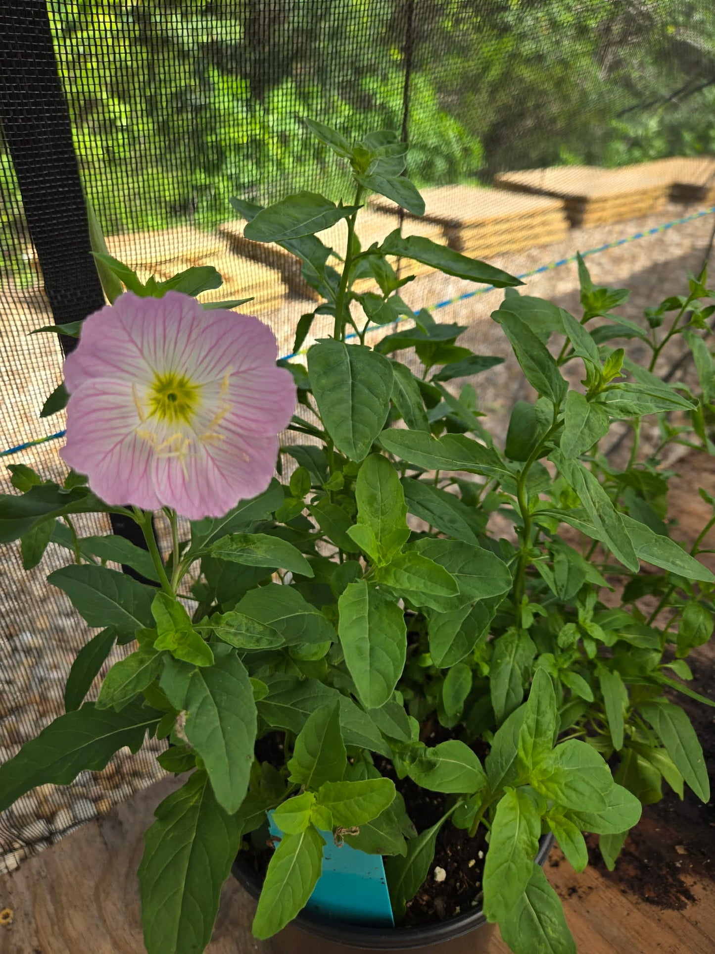 Oenothera speciosa --Showy Pink Evening Primrose--
