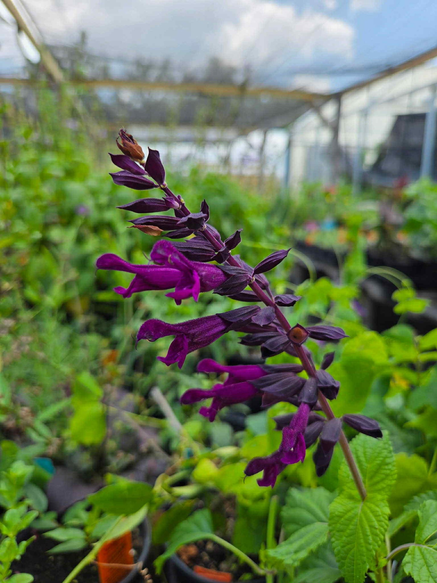 Salvia guaranitica x. --Plum Purple Sage--
