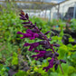Salvia guaranitica x. --Plum Purple Sage--