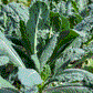 KALE 'Lacinato Dinosaur'