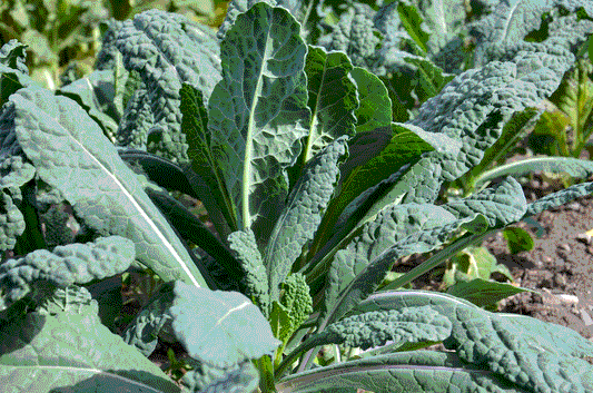 KALE 'Lacinato Dinosaur'