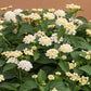 Lantana camara --Cream Spreading Lantana--