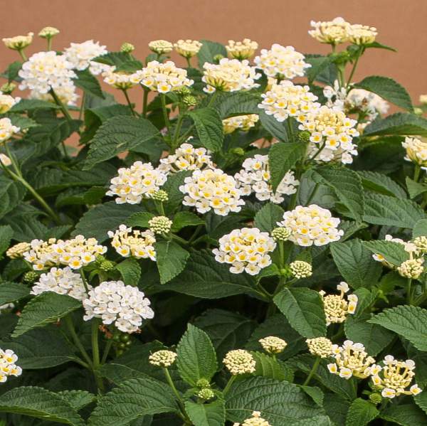 Lantana camara --Cream Spreading Lantana--