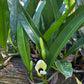 Philodendron crassinervium
