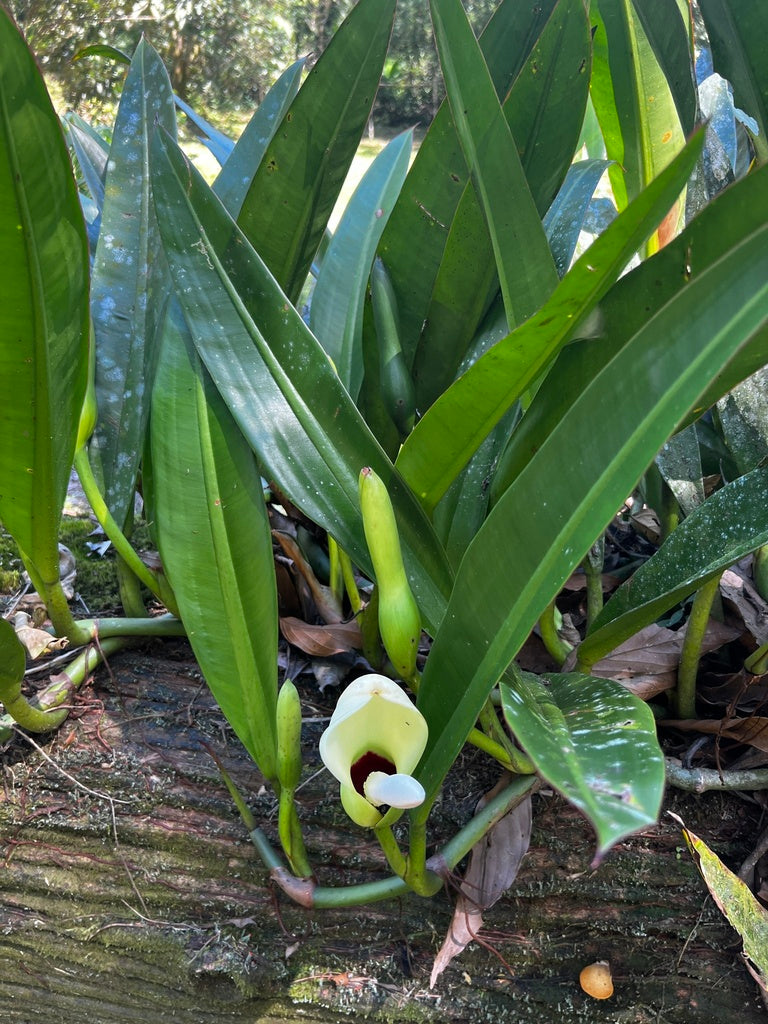 Philodendron crassinervium