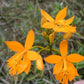Epidendrum radicans --Fire-star Orchid--