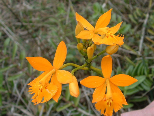 Epidendrum radicans --Fire-star Orchid--