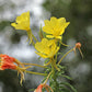 Oenothera jamesii --River Primrose--