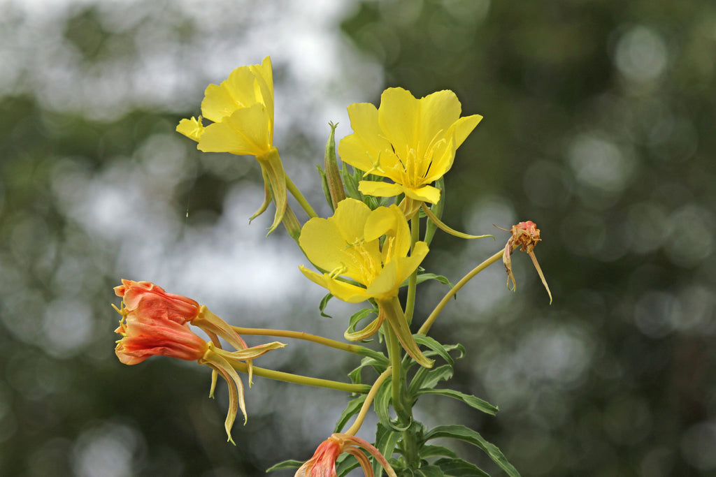 Oenothera jamesii --River Primrose--