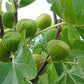 FIG 'Lattarula' --Ficus carica--