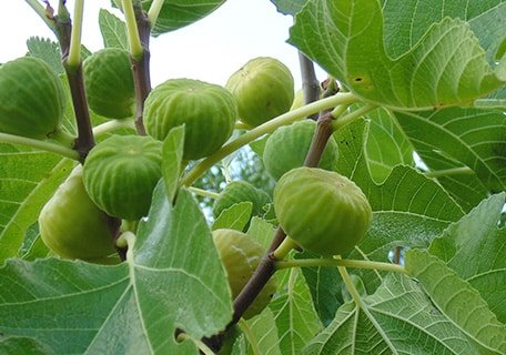 FIG 'Lattarula' --Ficus carica--