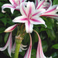 Crinum --Milk and Wine Lily--