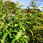 VERBENA 'Lemon' --Aloysia citrodora--