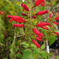 Salvia holwayi --Holway's Sage--