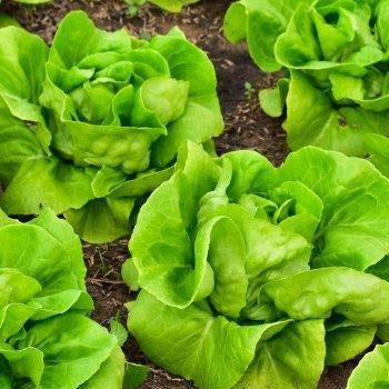 LETTUCE 'Summer Bibb'