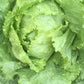 LETTUCE 'Webbs Wonderful'
