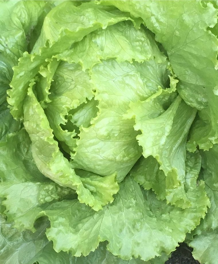LETTUCE 'Webbs Wonderful'