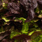 LETTUCE 'Burgundy Boston'