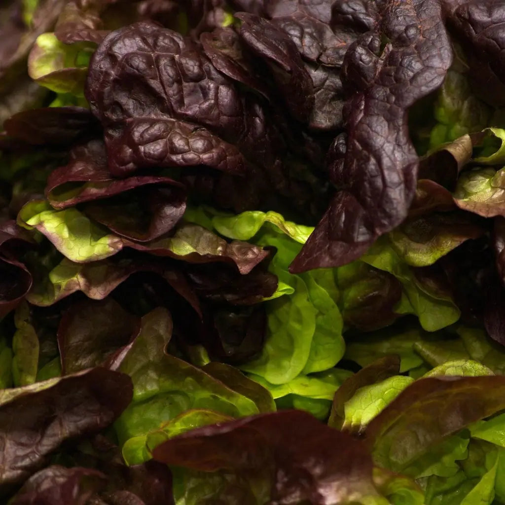LETTUCE 'Burgundy Boston'