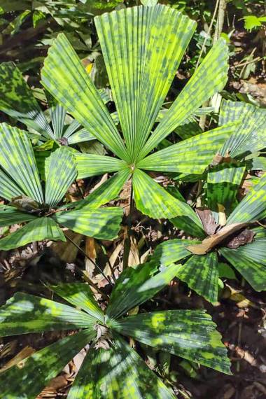 Licuala sp. --Kalimantan Mottled Palm--